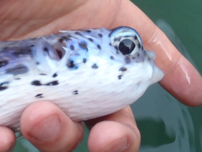 沖縄深海魚採集2012年12月8　ハリセンボン（Diodon holocanthus）