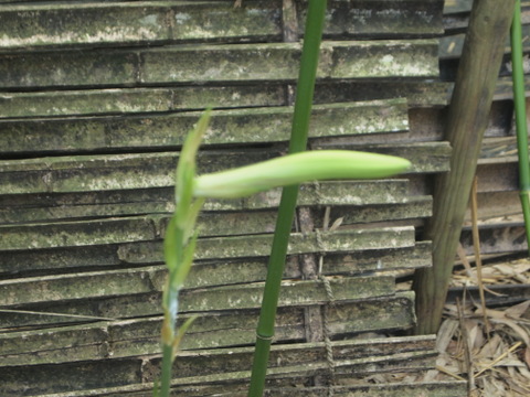 1個の蕾のウバユリ