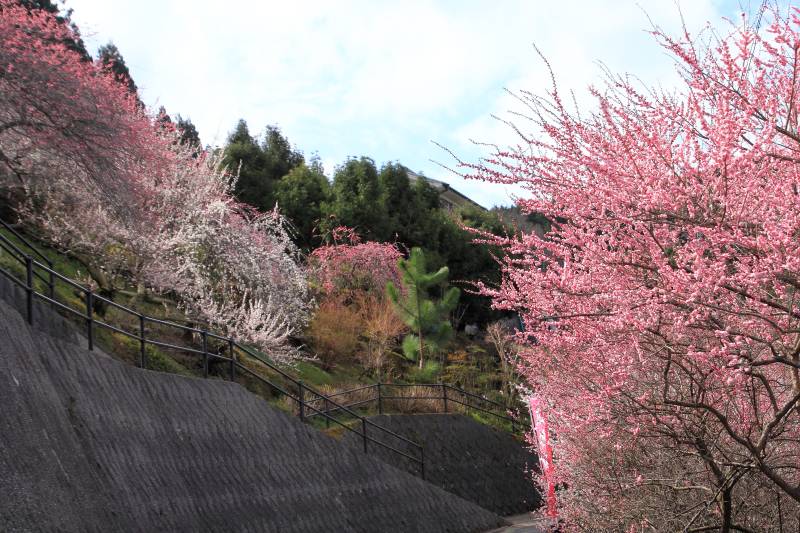 広橋梅林_003.jpg