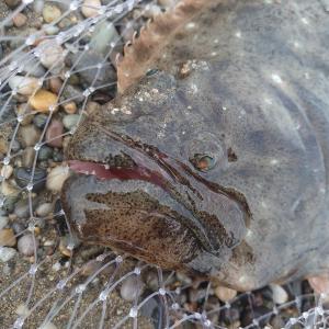 ヒラメの季節到来 しかし焦る必要はない 北国の遊び方 北海道の釣りブログ 楽天ブログ