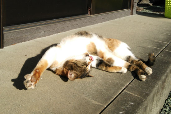 DSC_0593.jpg