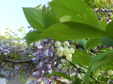 フジとブルーベリー