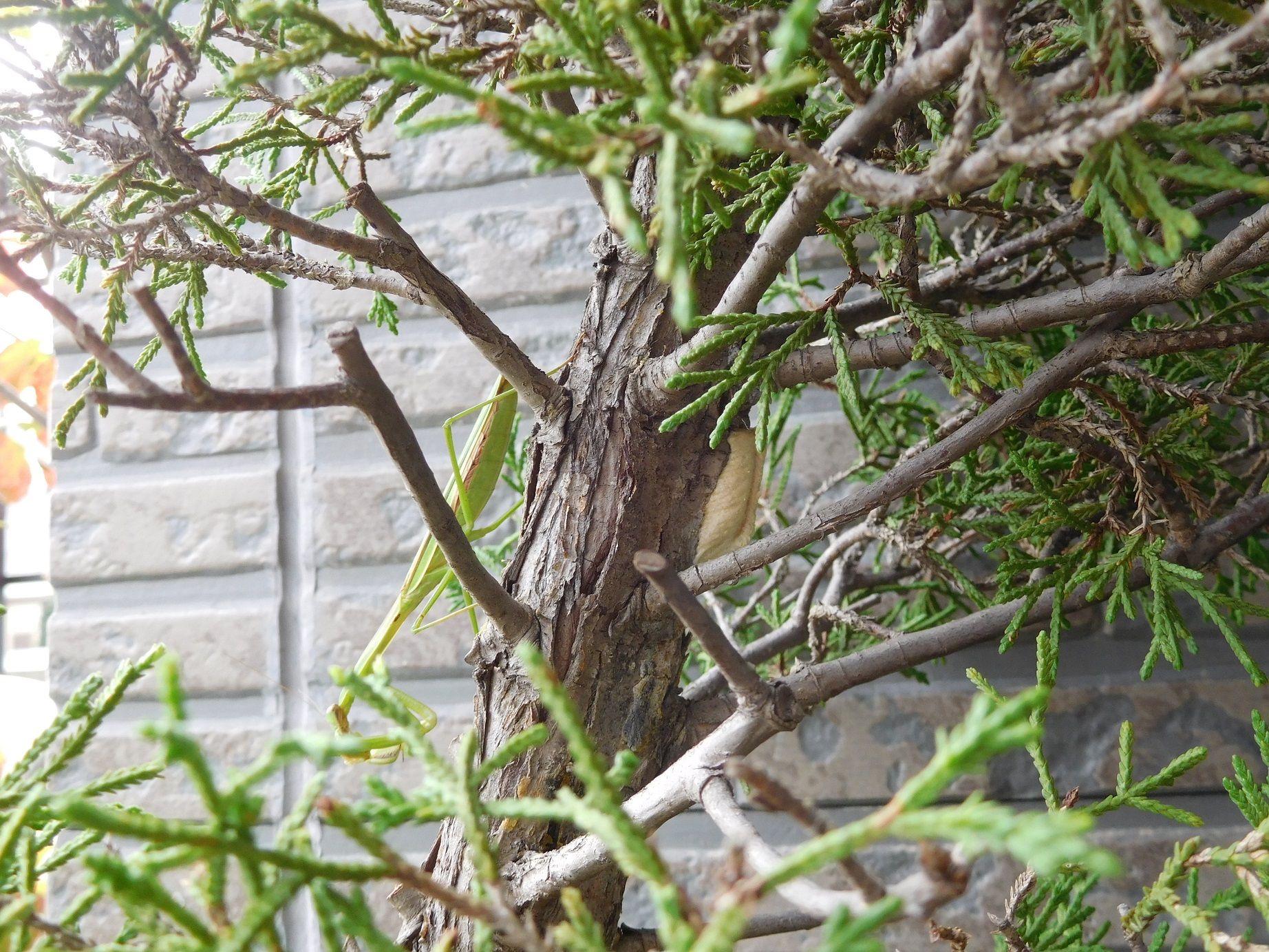 ショウリョウバッタを食すカマキリと遭遇 ｔｅａ ｇａｒｄｅｎ ちょっとひとりごと 楽天ブログ