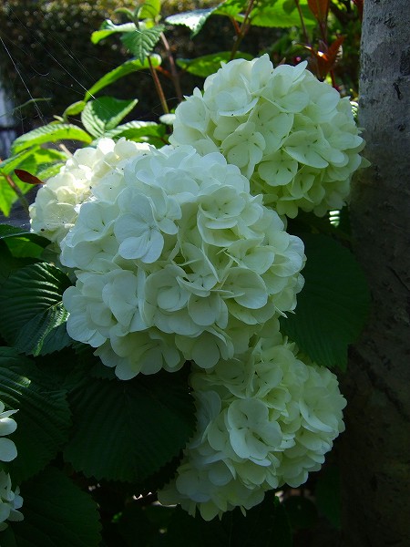 オオデマリの花