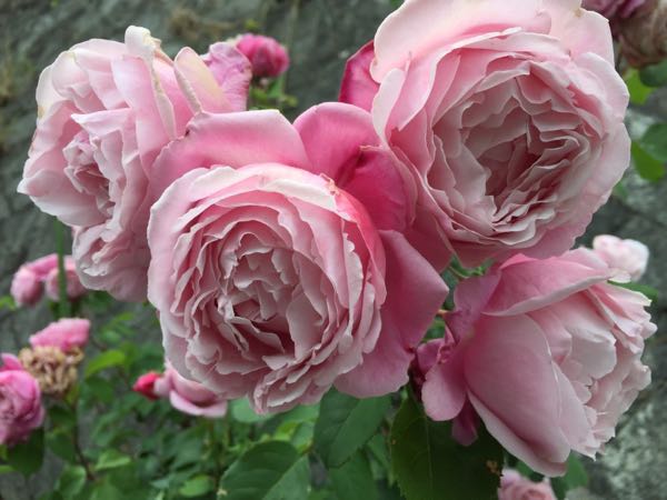 rblog-20170524233045-09.jpg