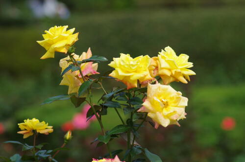 神代植物公園の秋バラ