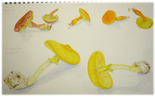 自然保護センターのきのこ