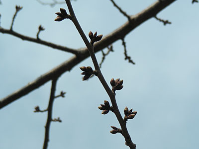 函館公園　桜（ソメイヨシノ）