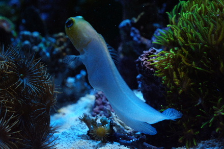 2013_0104ジョー0010.JPG