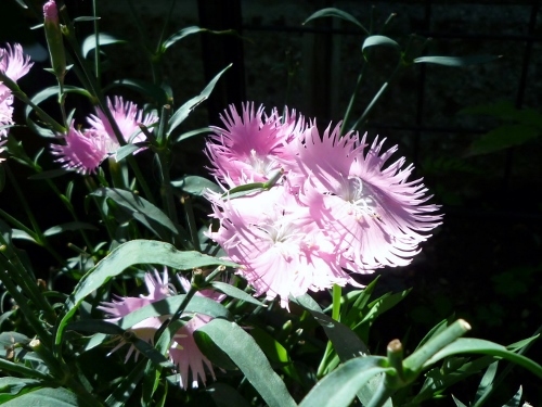 P1150394 (500x375).jpg