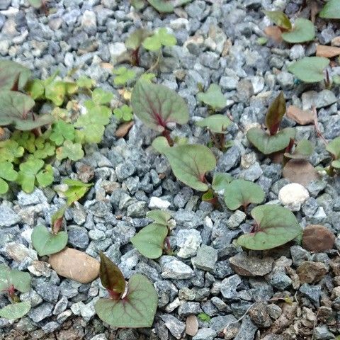 大量のドクダミを草むしり 食いしん坊案内 楽天ブログ