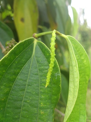 ２０年近くの樹齢の新芽