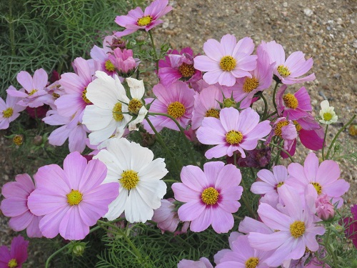 矮星のコスモスの花