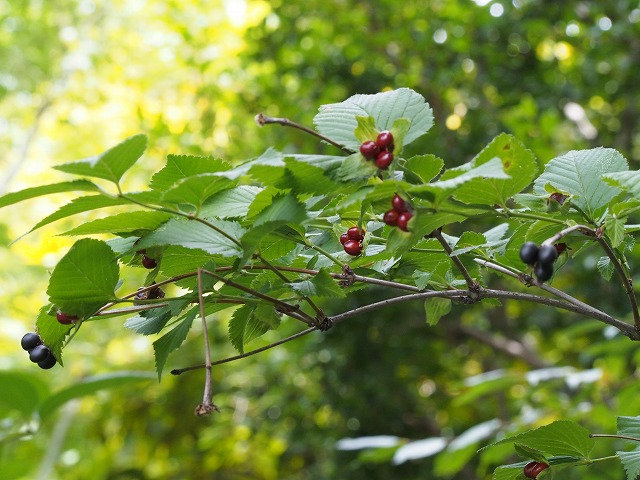 P7100307.jpg