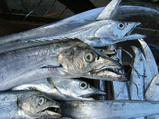 太刀魚.jpg
