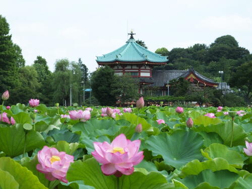 上野不忍池にて