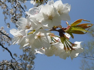 P1050199 伊豆吉野桜.jpg