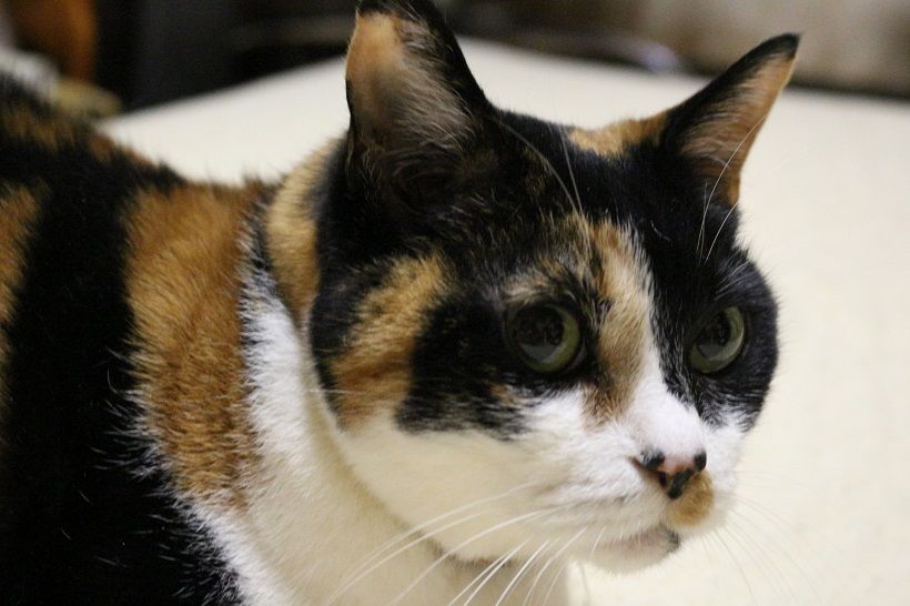 ねこ Nyaziland 楽天ブログ