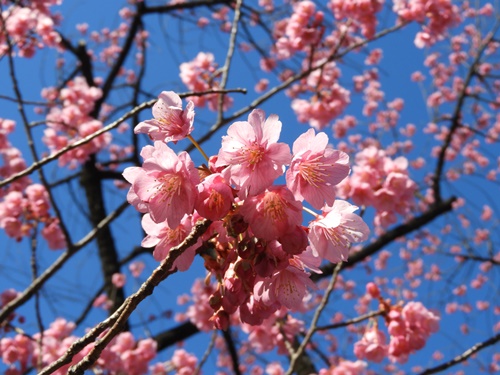 荏原神社の寒緋桜