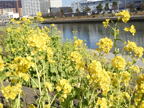 しながわ花海道にて