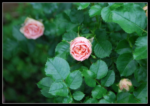 DSC_0008.JPG