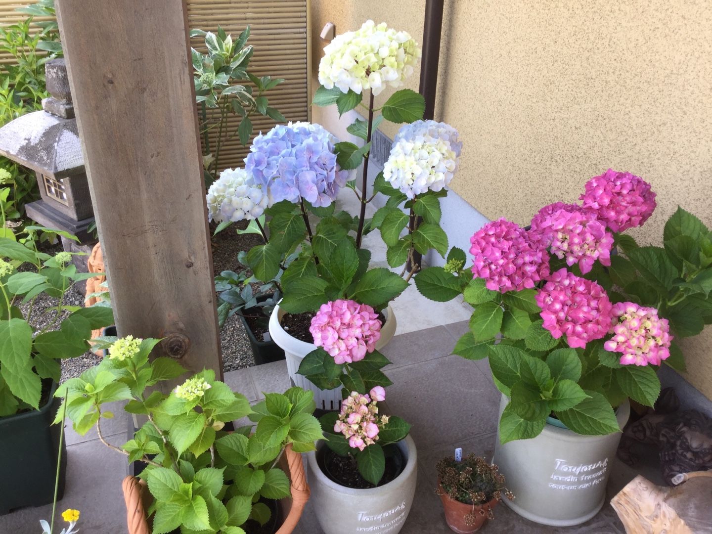 6月です 紫陽花とバラ ばらと猫とフラメンコ 楽天ブログ