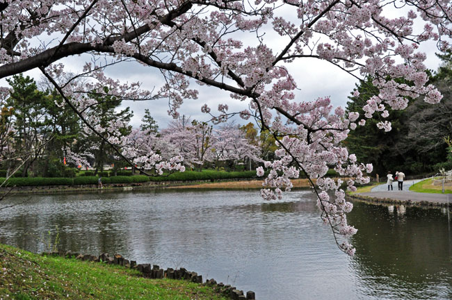 桜２