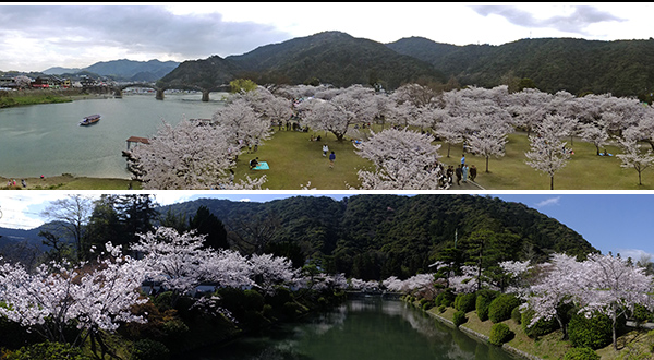 桜満開の錦帯橋