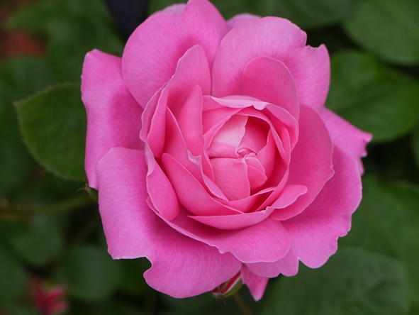 メアリー・ローズ