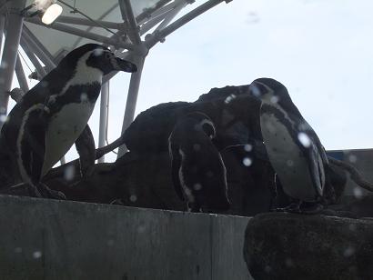 ペンギン２.JPG