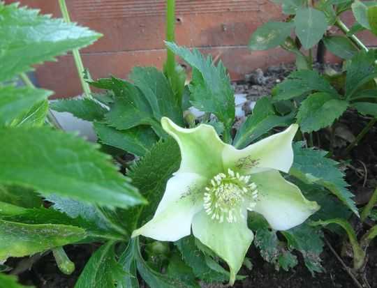 枯れたかな ガーベラの花 午後のひとりごと 楽天ブログ