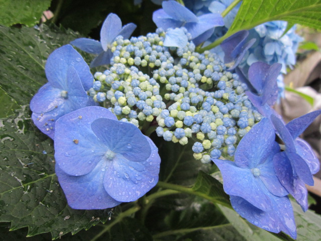 20120616ガクアジサイ.jpg