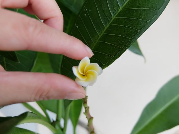 プルメリアの成長日記ブログ 花 冬越し 