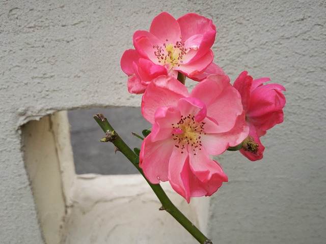 IMG_20171024_143459ss.jpg