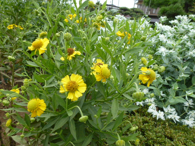 971 団子菊