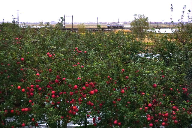 赤いリンゴと 弘南鉄道3