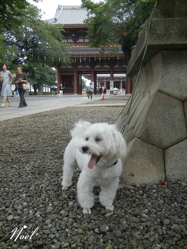 池上本門寺にて