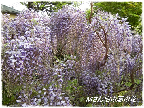 お散歩中に咲いていた藤の花