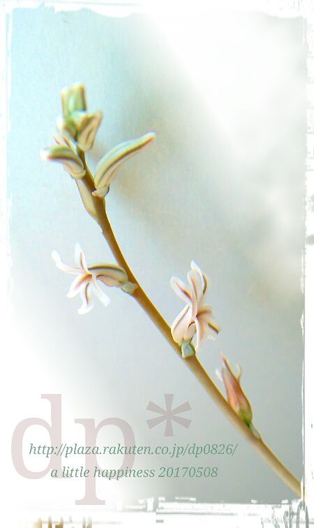 オブツーサの花が咲いたよ A Little Happiness 日々の小さな幸せ 楽天ブログ