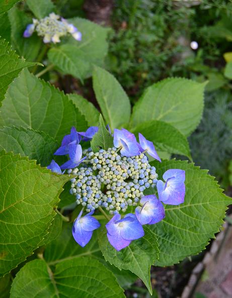 DSC_0846.JPG