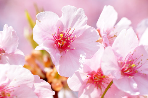 桜５