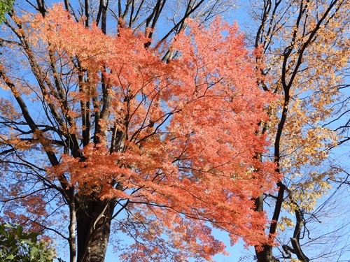 芝公園＆東京タワー