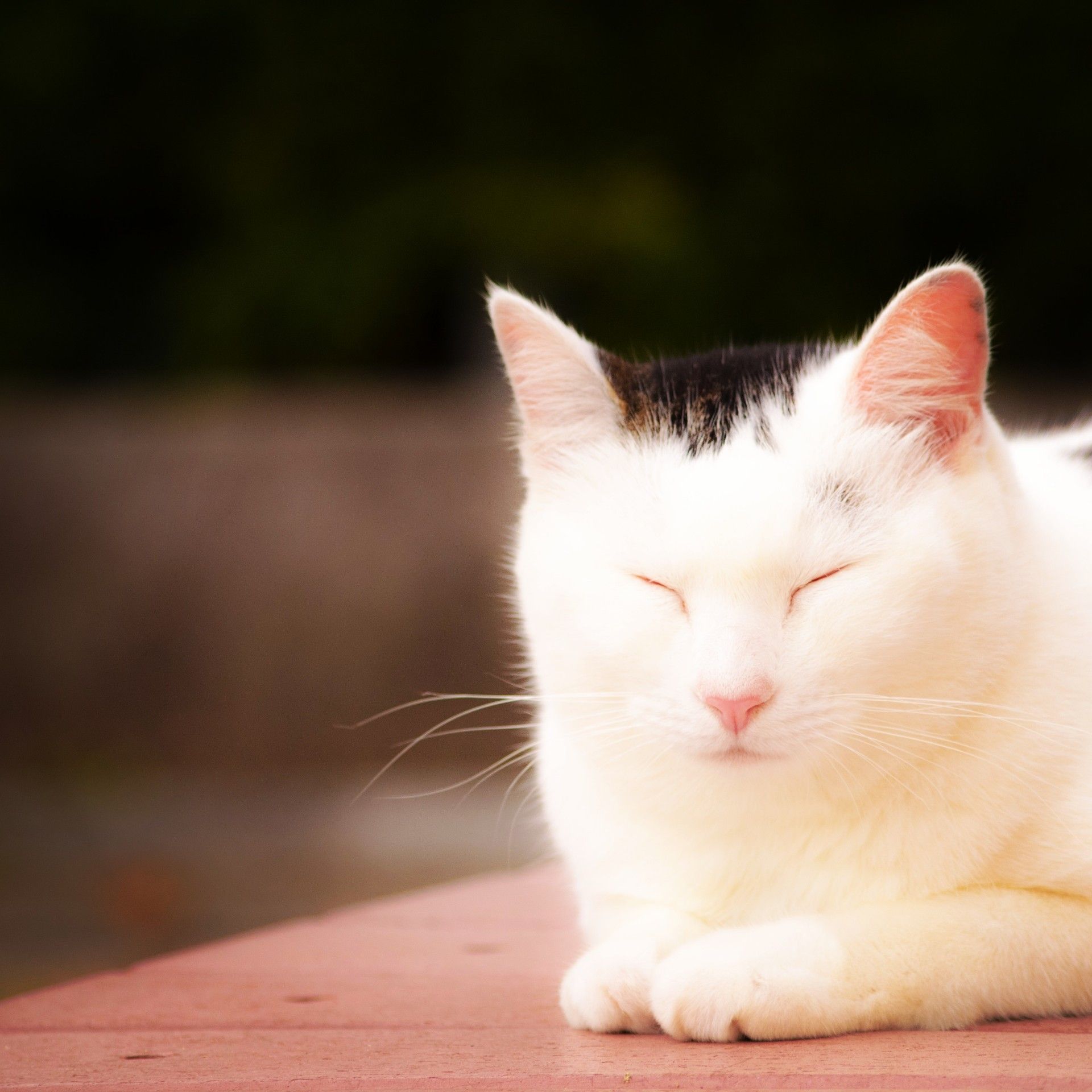 お疲れにゃん たきびとうさぎのおさんぽ 楽天ブログ