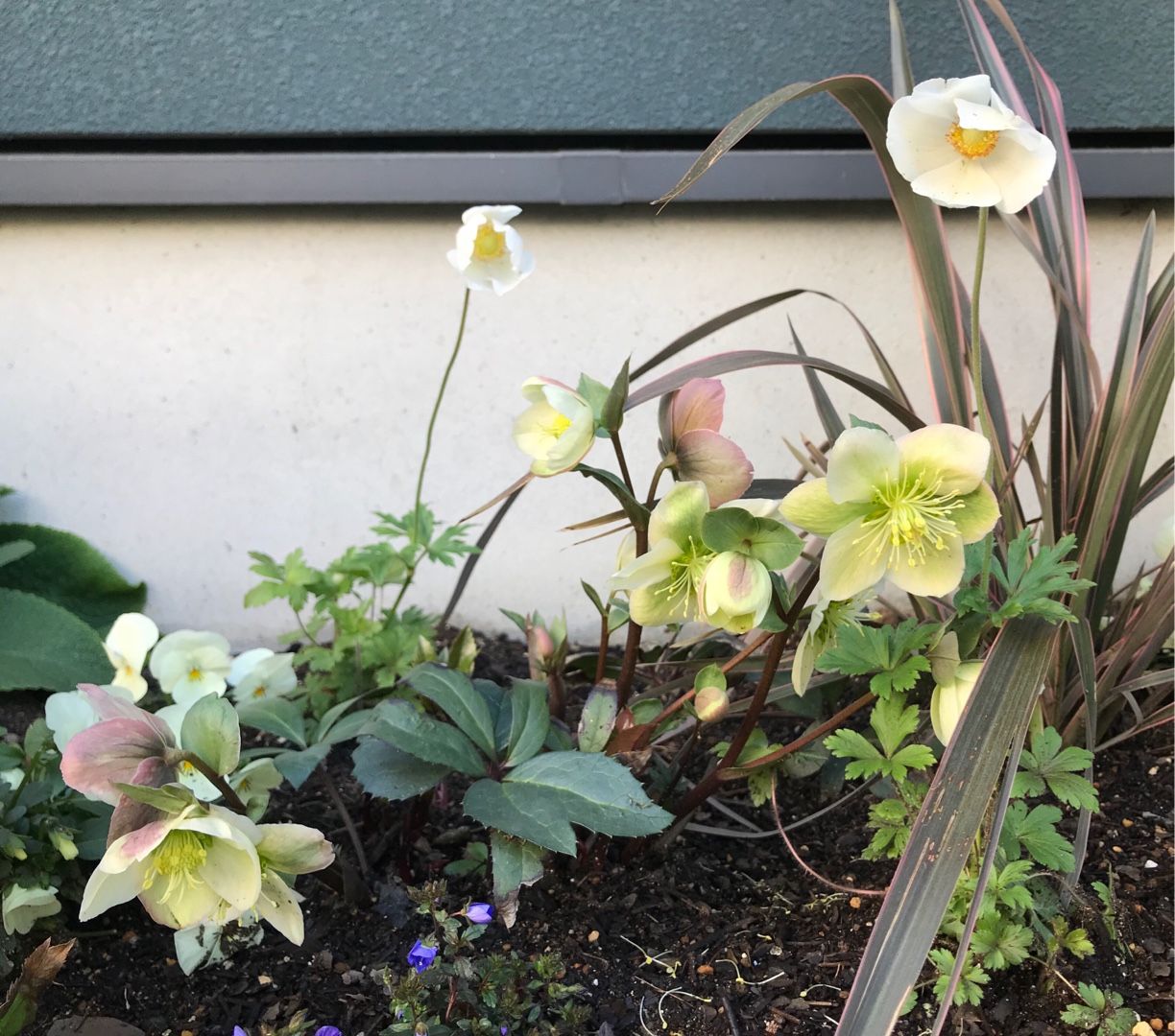 原種アネモネ シルベストリス 家と庭と 楽天ブログ