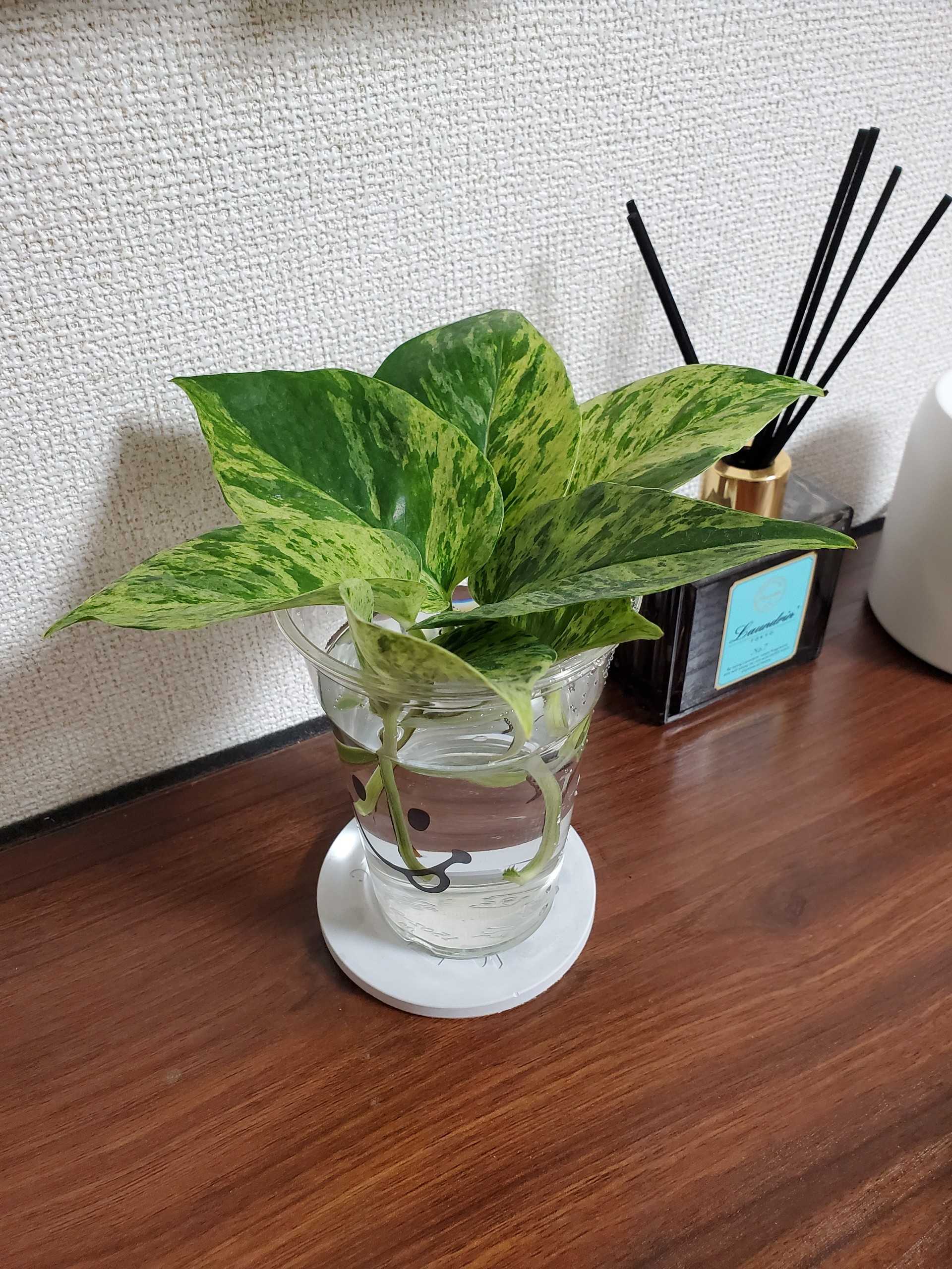 ポトスの水差し Let S Green Life 楽天ブログ