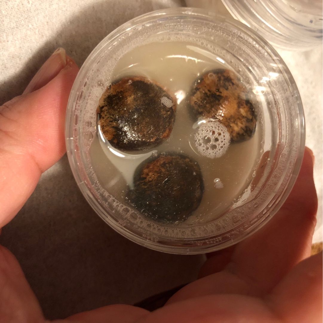 エレファントリザ エレファンティナ | （有）かえる商会 - 楽天ブログ