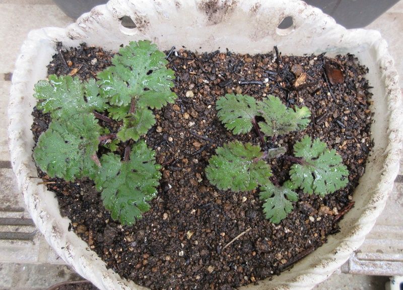 夏越しのガザニアの手入れ プリムラの植え替え 狭い庭を花いっぱいにする育て方 楽天ブログ