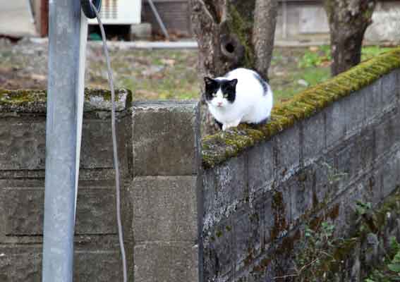 我が家のニャンコ♪2013/12/2-2