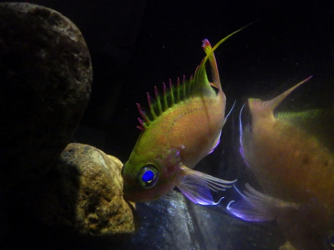 バラハナダイ（Odontanthias katayamai）55　深海魚飼育