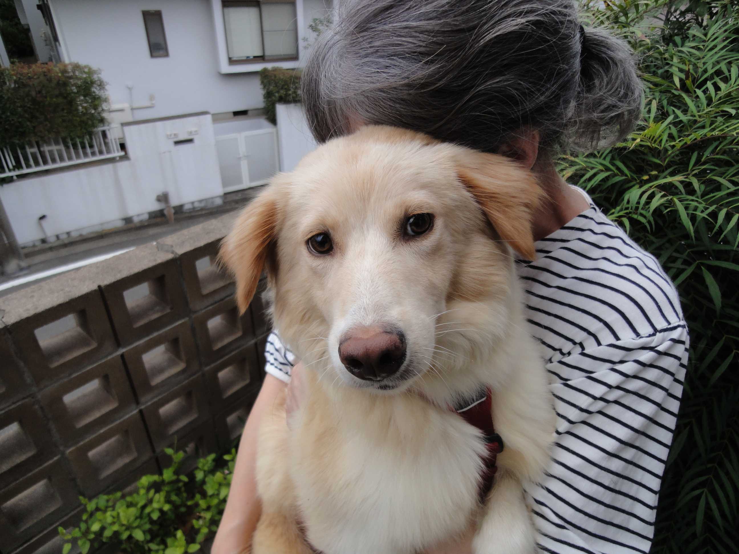 変化についていけない ビアビコ家の保護犬たち 楽天ブログ 変化についていけない ビアビコ家の保護犬たち 楽天ブログ